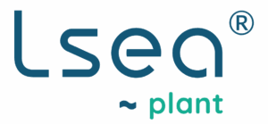Lsea plant